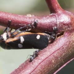 Eurymela fenestrata (Gum tree leafhopper) at Cook, ACT - 12 Jan 2021 by AlisonMilton