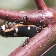 Eurymela fenestrata (Gum tree leafhopper) at The Pinnacle - 11 Jan 2021 by AlisonMilton