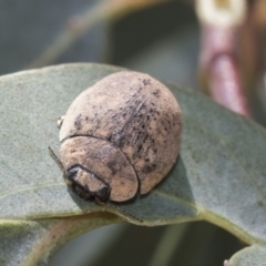 Trachymela sp. (genus) (Brown button beetle) at Weetangera, ACT - 12 Jan 2021 by AlisonMilton
