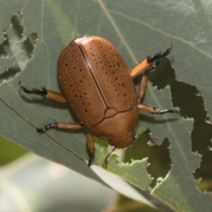 Anoplognathus porosus (Porosus Christmas beetle) at The Pinnacle - 12 Jan 2021 by AlisonMilton