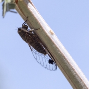 Galanga labeculata at Weetangera, ACT - 12 Jan 2021 12:37 PM