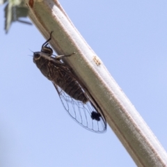 Galanga labeculata (Double-spotted cicada) at Weetangera, ACT - 12 Jan 2021 by AlisonMilton