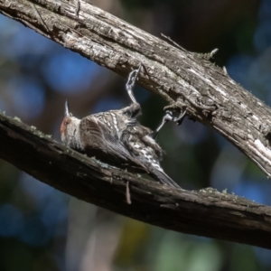 Climacteris erythrops at Cotter River, ACT - suppressed