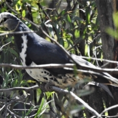 Leucosarcia melanoleuca (Wonga Pigeon) at Lower Cotter Catchment - 15 Jan 2021 by JohnBundock