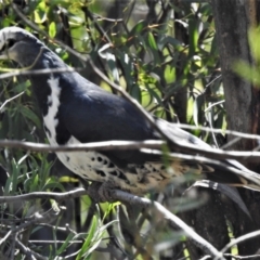 Leucosarcia melanoleuca (Wonga Pigeon) at Cotter River, ACT - 15 Jan 2021 by JohnBundock