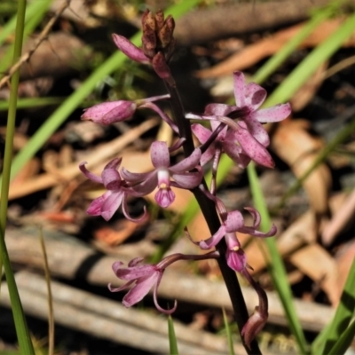 Dipodium roseum (Rosy Hyacinth Orchid) at Cotter River, ACT - 15 Jan 2021 by JohnBundock