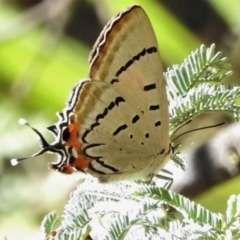 Jalmenus evagoras (Imperial Hairstreak) at Namadgi National Park - 15 Jan 2021 by JohnBundock