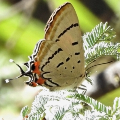 Jalmenus evagoras (Imperial Hairstreak) at Namadgi National Park - 15 Jan 2021 by JohnBundock