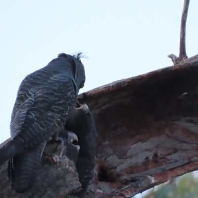 Callocephalon fimbriatum (Gang-gang Cockatoo) at O'Malley, ACT - 15 Jan 2021 by roymcd