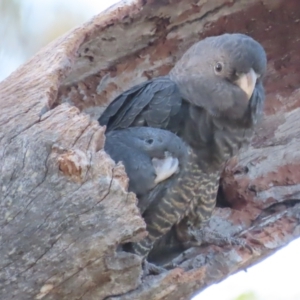 Callocephalon fimbriatum at O'Malley, ACT - 15 Jan 2021