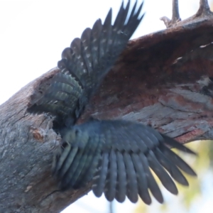 Callocephalon fimbriatum at O'Malley, ACT - 15 Jan 2021