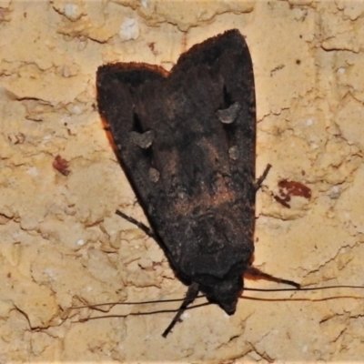 Agrotis infusa (Bogong Moth, Common Cutworm) at Wanniassa, ACT - 14 Jan 2021 by JohnBundock