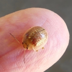 Paropsisterna cloelia (Eucalyptus variegated beetle) at Belconnen, ACT - 15 Jan 2021 by anniecar