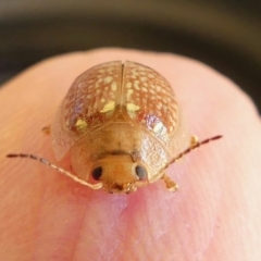 Paropsisterna cloelia at Belconnen, ACT - 15 Jan 2021