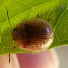 Paropsisterna cloelia at Belconnen, ACT - 15 Jan 2021