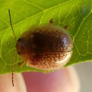 Paropsisterna cloelia at Belconnen, ACT - 15 Jan 2021