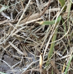 Chrysonoma paracycla (Wingia group) at Murrumbateman, NSW - 15 Jan 2021 by SimoneC
