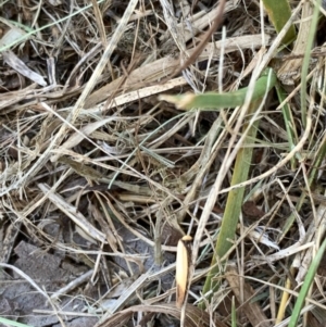 Chrysonoma paracycla at Murrumbateman, NSW - 15 Jan 2021