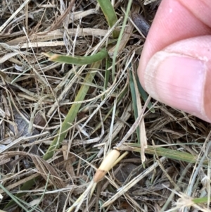 Chrysonoma paracycla at Murrumbateman, NSW - 15 Jan 2021