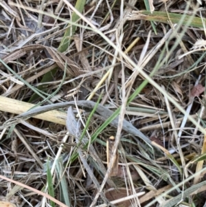 Chrysonoma paracycla at Murrumbateman, NSW - 15 Jan 2021