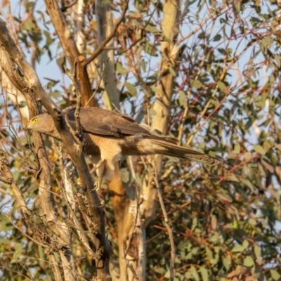 Tachyspiza fasciata (Brown Goshawk) at Sutton, NSW - 17 Dec 2020 by rileydm