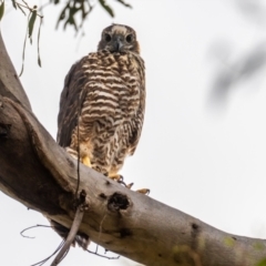 Tachyspiza fasciata at Sutton, NSW - suppressed