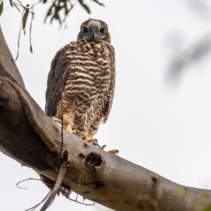 Tachyspiza fasciata at Sutton, NSW - suppressed