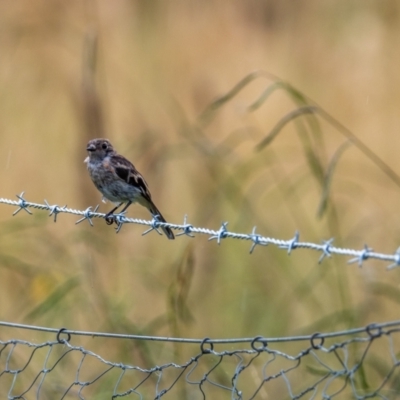 Petroica boodang (Scarlet Robin) at Sutton, NSW - 16 Dec 2020 by rileydm