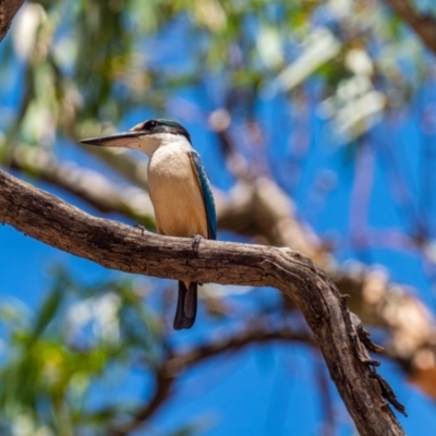 Todiramphus sanctus (Sacred Kingfisher) at Sutton, NSW - 29 Dec 2020 by rileydm