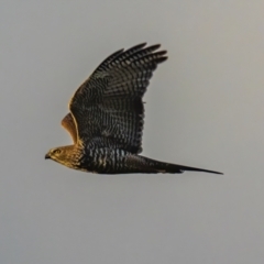 Tachyspiza fasciata (Brown Goshawk) at Sutton, NSW - 7 Jan 2021 by rileydm