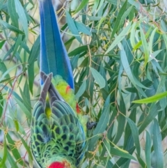 Platycercus elegans x eximius (hybrid) (Crimson x Eastern Rosella (hybrid)) at Australian National University - 8 Jun 2020 by rileydm