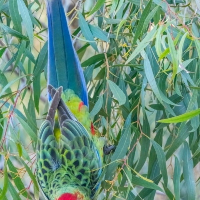 Platycercus elegans x eximius (hybrid) (Crimson x Eastern Rosella (hybrid)) at Acton, ACT - 8 Jun 2020 by rileydm