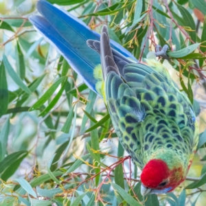 Platycercus elegans x eximius (hybrid) at Acton, ACT - 8 Jun 2020