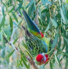 Platycercus elegans x eximius (hybrid) at Acton, ACT - 8 Jun 2020