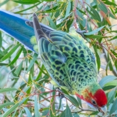 Platycercus elegans x eximius (hybrid) at Acton, ACT - 8 Jun 2020