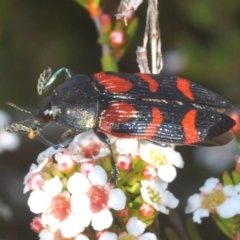 Castiarina helmsi (A jewel beetle) at Kosciuszko National Park, NSW - 12 Jan 2021 by Harrisi