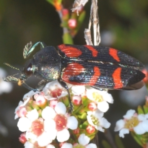 Castiarina helmsi at Kosciuszko National Park, NSW - 12 Jan 2021