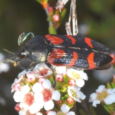 Castiarina helmsi (A jewel beetle) at Kosciuszko National Park - 12 Jan 2021 by Harrisi