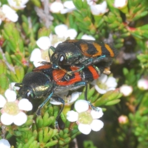 Castiarina helmsi at Kosciuszko National Park, NSW - 12 Jan 2021