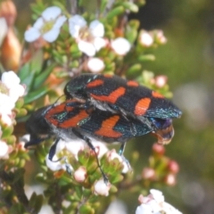 Castiarina helmsi at Kosciuszko National Park, NSW - 12 Jan 2021