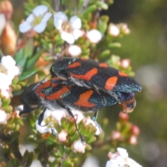 Castiarina helmsi at Kosciuszko National Park, NSW - 12 Jan 2021 05:17 PM