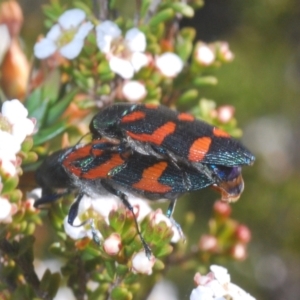 Castiarina helmsi at Kosciuszko National Park, NSW - 12 Jan 2021