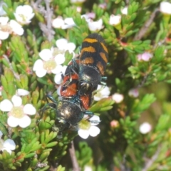 Castiarina helmsi at Kosciuszko National Park, NSW - 12 Jan 2021