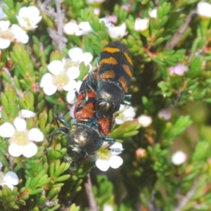 Castiarina helmsi at Kosciuszko National Park, NSW - 12 Jan 2021