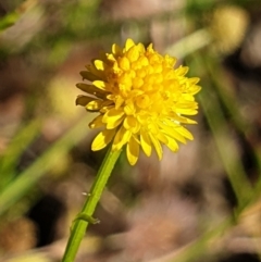 Calotis lappulacea (Yellow Burr Daisy) at Cook, ACT - 26 Nov 2020 by drakes
