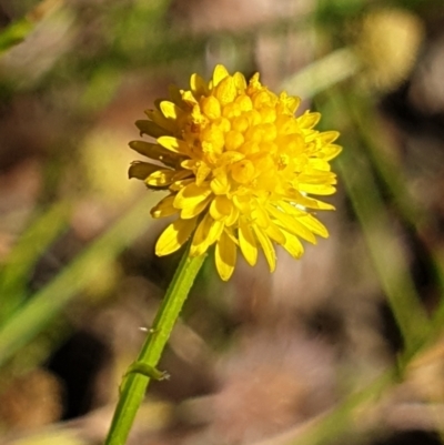 Calotis lappulacea (Yellow Burr Daisy) at Cook, ACT - 26 Nov 2020 by drakes