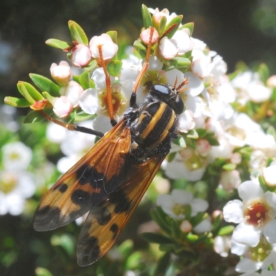 Pelecorhynchus flavipennis (A pelecorhynchid fly) at Kosciuszko National Park, NSW - 13 Jan 2021 by Harrisi