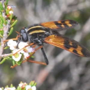 Pelecorhynchus flavipennis at Kosciuszko National Park, NSW - 13 Jan 2021