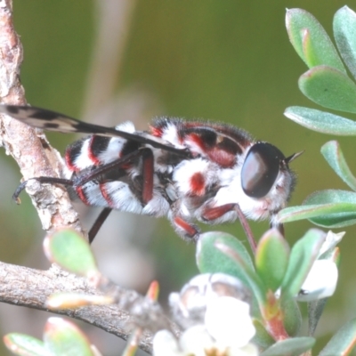 Pelecorhynchus nigripennis (Red-ruffed pelecorhynchid) at Kosciuszko National Park - 13 Jan 2021 by Harrisi