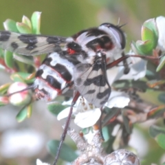 Pelecorhynchus nigripennis at Kosciuszko National Park, NSW - 13 Jan 2021